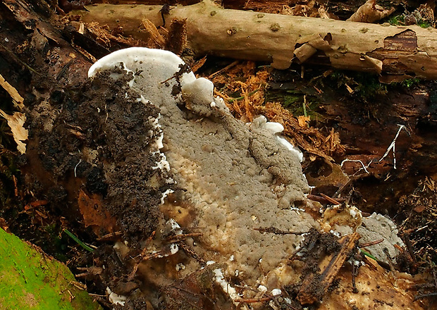 sivopórovka tmavá Bjerkandera adusta (Willd.) P. Karst.