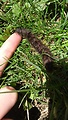 priadkovec černicový - Macrothylacia rubi