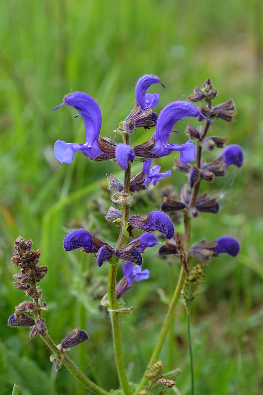 šalvia lúčna Salvia pratensis L.