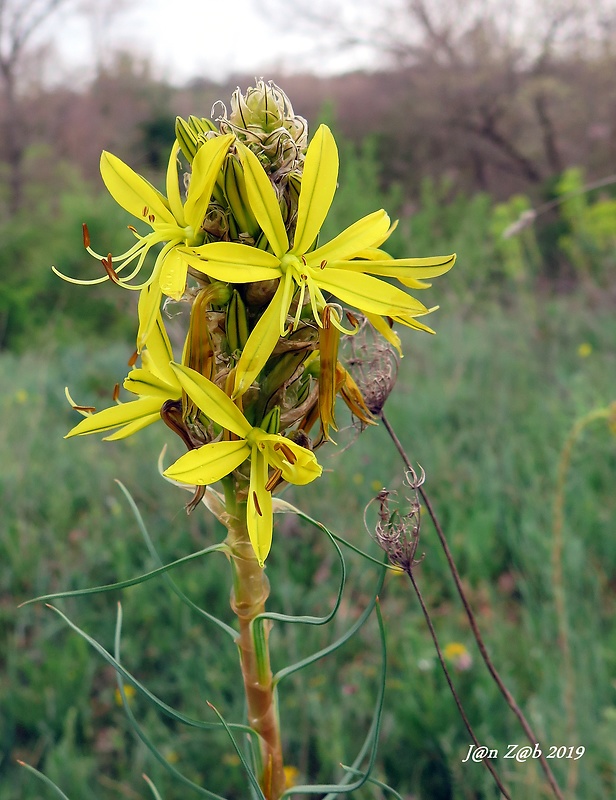 asfodelka žltá Asphodeline lutea   (L.) Rchb.