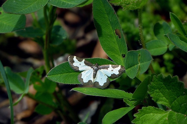 piadivka liesková (sk) / skvrnopásník lískový (cz) Lomaspilis marginata Linnaeus, 1758
