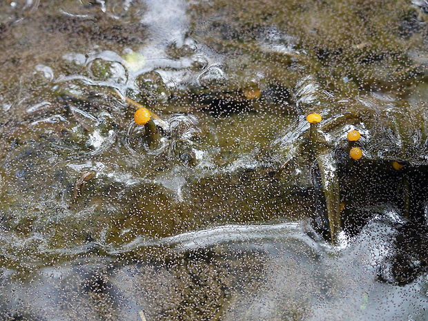 mihavka vodná Vibrissea truncorum (Alb. & Schwein.) Fr.