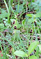 hmyzovník muchovitý