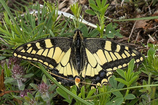 vidlochvost feniklový   Papilio machaon
