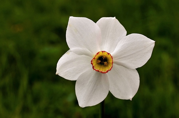 narcis biely Narcissus poëticus L.
