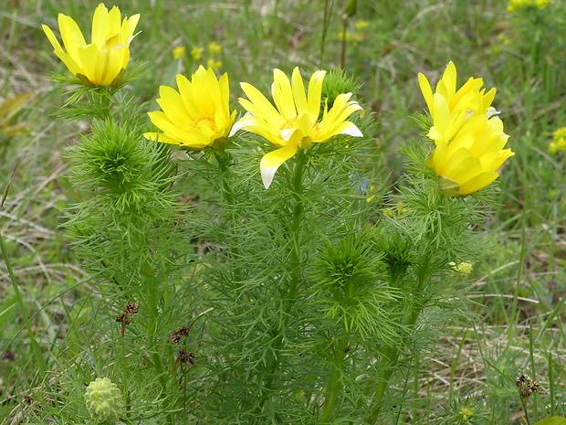 hlaváčik jarný Adonis vernalis L.