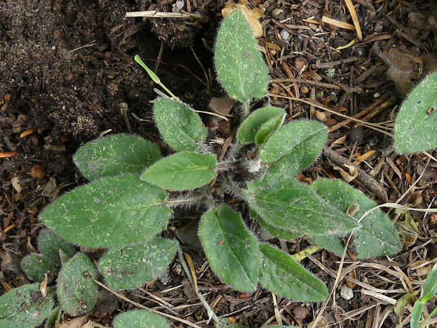 jastrabnik Hieracium schmidtii subsp. schmidtii