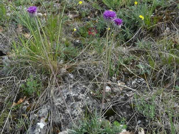 sinokvet mäkký veľkoúborový Jurinea mollis subsp. macrocalathia (K. Koch) Soó