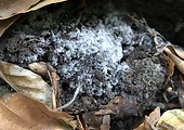podhubie (Mycélium)