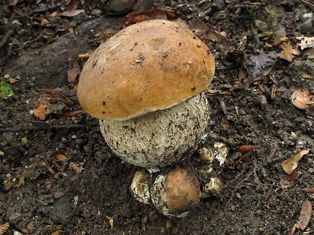 hríb smrekový Boletus edulis Bull.