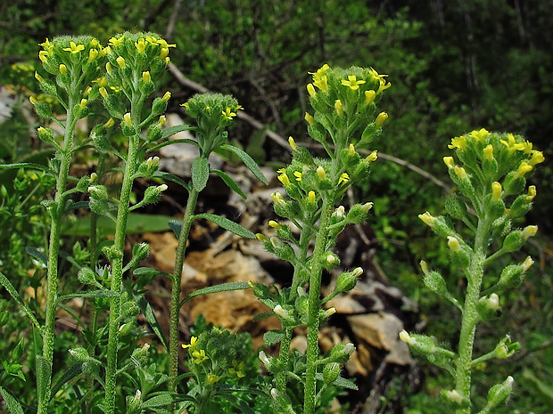 tarica kališnatá Alyssum alyssoides (L.) L.