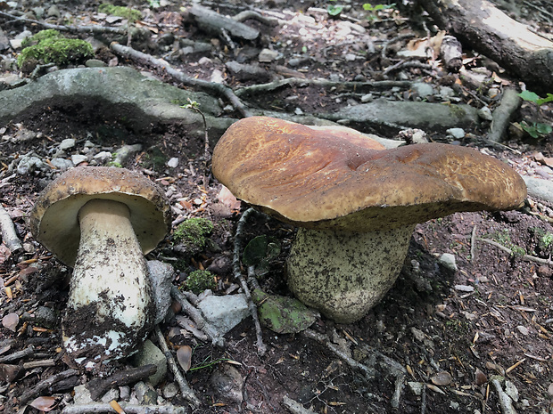 hríb smrekový Boletus edulis Bull.