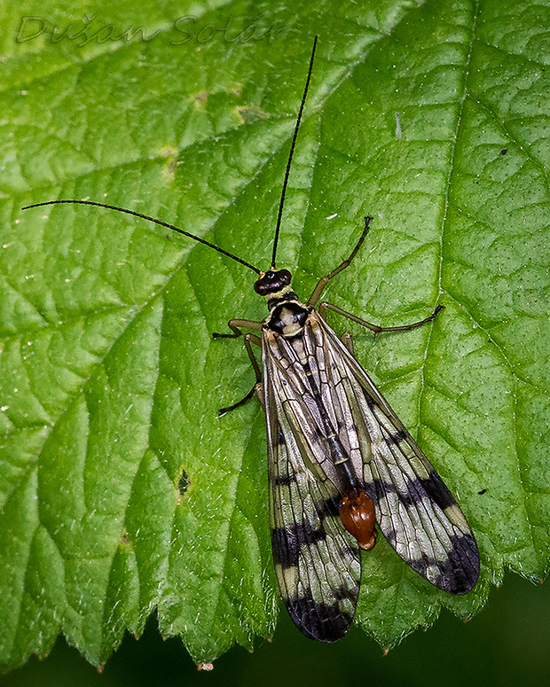 srpica obyčajná  Panorpa communis  (Linnaeus, 1758)