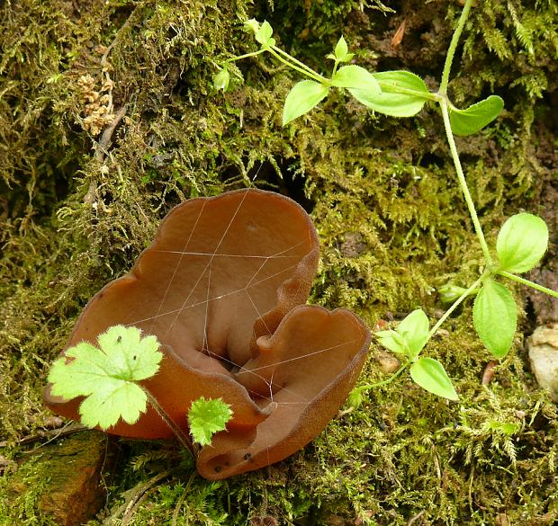 čiaška Peziza sp.