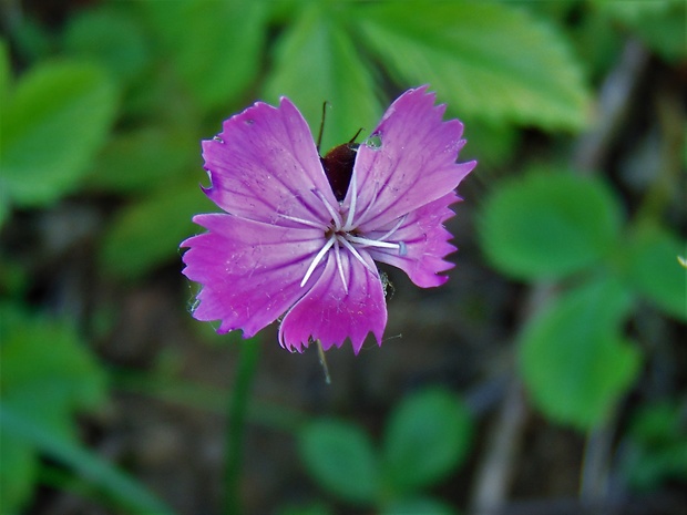 klinček kartuziánsky Dianthus carthusianorum L.