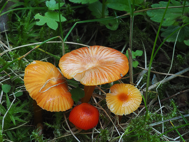 lúčnica blednúca Hygrocybe insipida (J.E. Lange ex S. Lundell) M.M. Moser