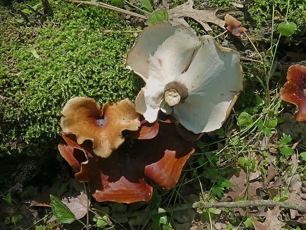 trúdnik tmavohlúbikový Royoporus badius (Pers.) A.B. De