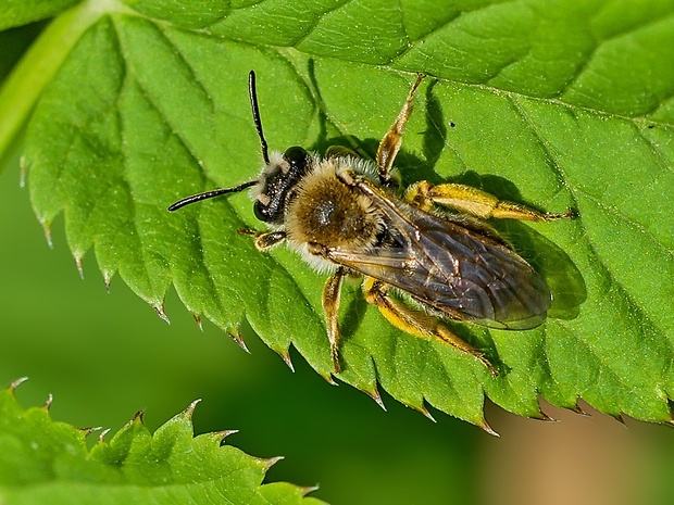 včielka Apidae sp.