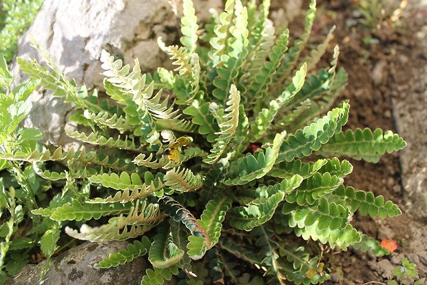 ceterak lekársky Ceterach officinarum Willd.