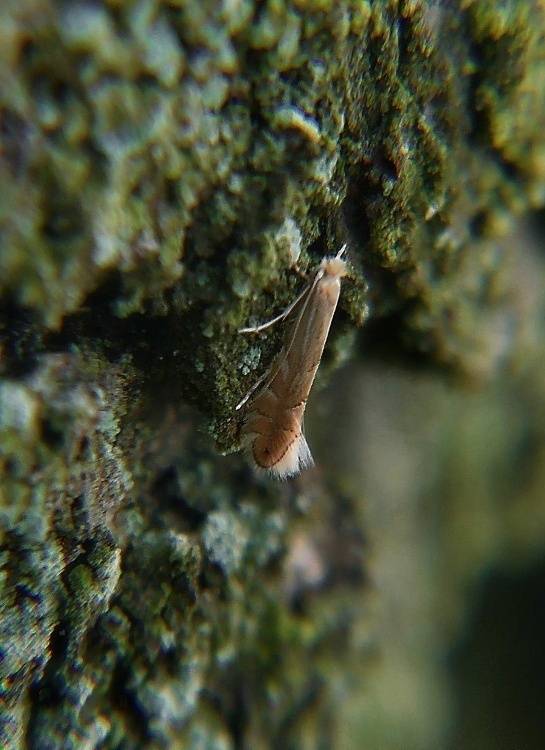 ploskáčik listový   /   klíněnka Phyllonorycter quercifoliella Zeller, 1839