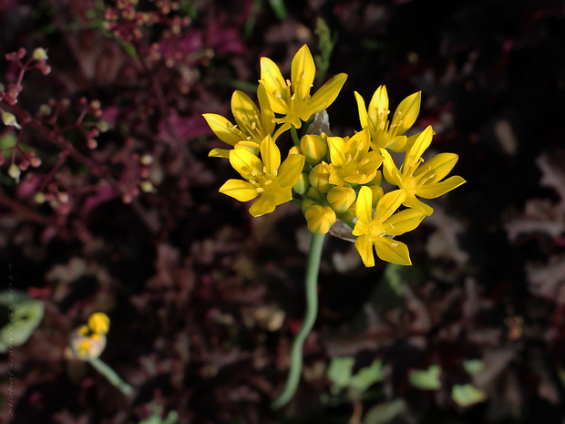 cesnak zlatožltý Allium moly L.