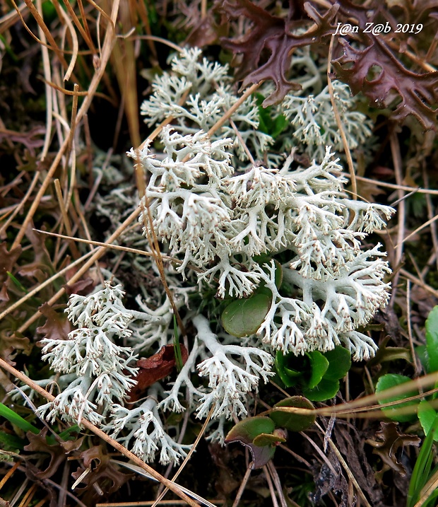 dutohlávka sobia Cladonia rangiferina (L.) Weber ex Wigg.