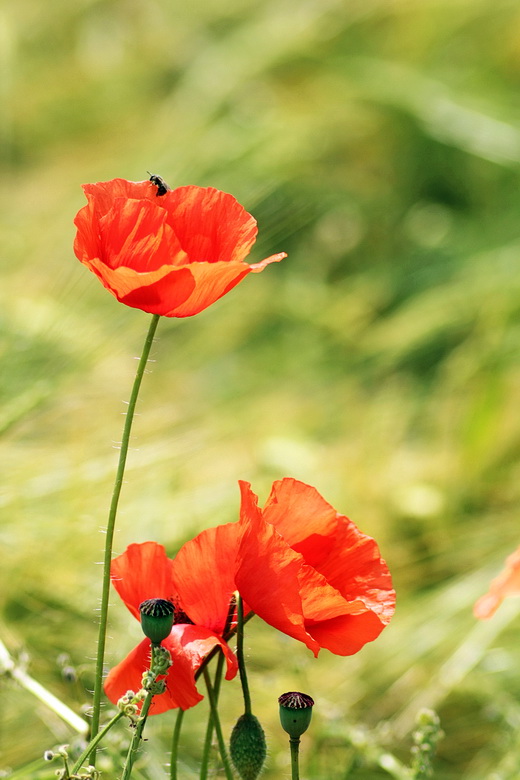 vĺči mak Papaver rhoeas L.