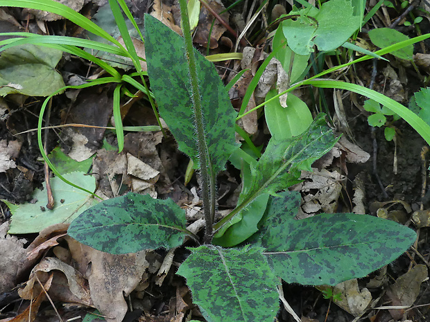 jastrabník škvrnitý Hieracium maculatum Sm.