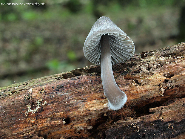 prilbička Abramsova Mycena cf. abramsii (Murrill) Murrill