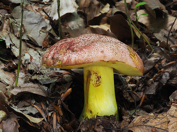 hríb kráľovský Butyriboletus regius (Krombh.) D. Arora & J.L. Frank