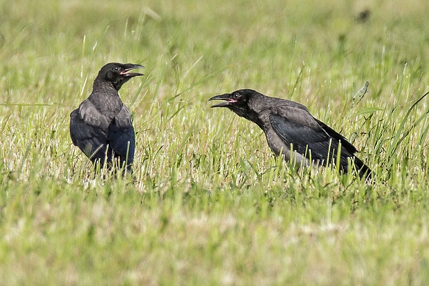 vrana túlavá východoeuropska   Corvus cornix