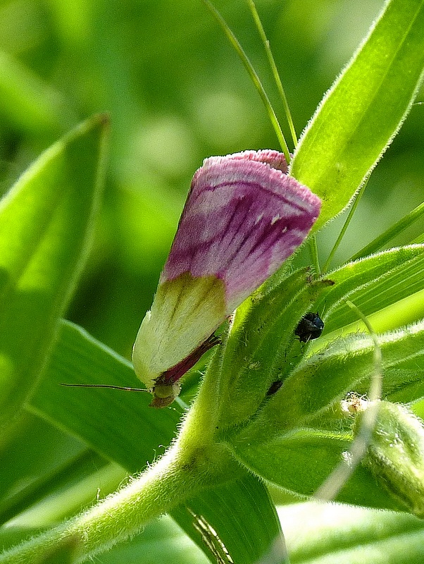 morička purpurová Eublemma purpurina