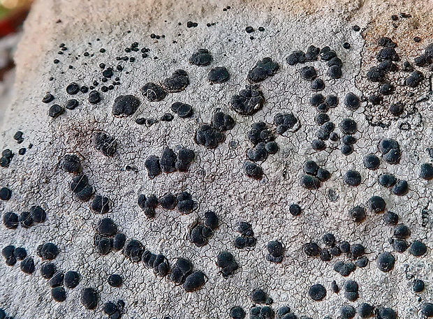 porpídia kôrovitá Porpidia crustulata (Ach.) Hertel & Knoph