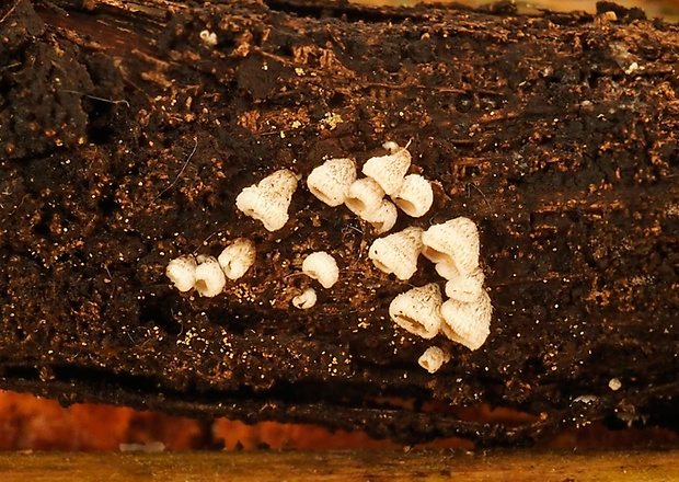 Calathella eruciformis (P. Micheli ex Batsch) D.A. Reid