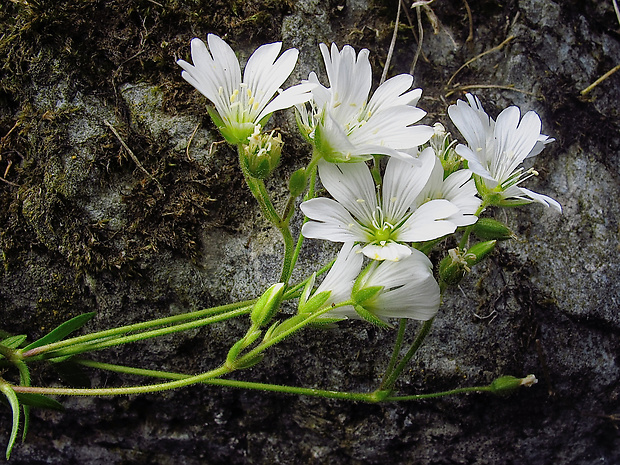 rožec Cerastium alsinifolium × Cerastium arvense