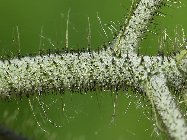 chlpánik nakopený Pilosella densiflora (Tausch) Soják