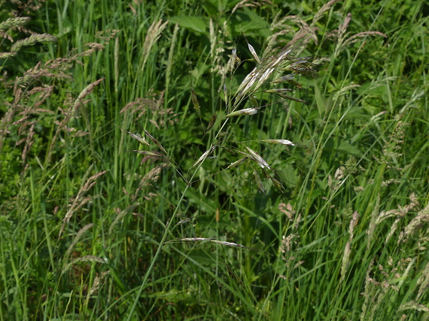ovsica páperistá Avenula pubescens (Huds.) Dumort.