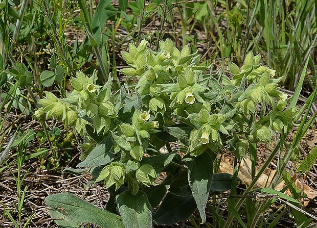 ostreň počerný Nonea pulla (L.) DC.