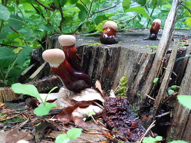 lesklokôrovka obyčajná Ganoderma lucidum (Curtis) P. Karst.
