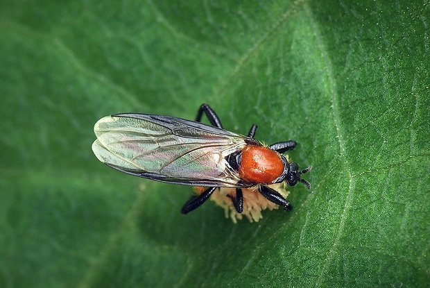 mušica záhradná (sk) / muchnice zahradní (cz) Bibio hortulanus Linnaeus, 1758
