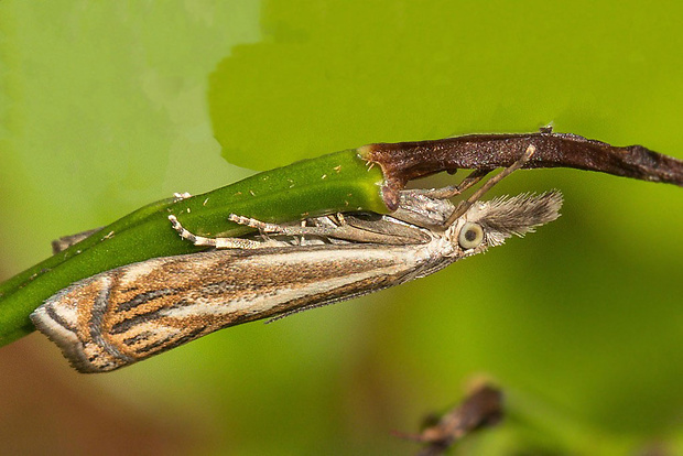 trávovec lúčny  Crambus lathoniellus