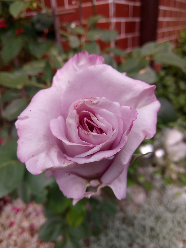 ruža Rosa multiflora Thunb.
