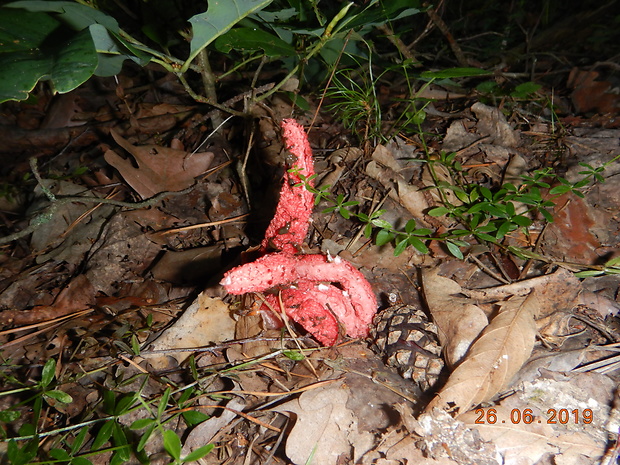 mrežovka kvetovitá Clathrus archeri (Berk.) Dring