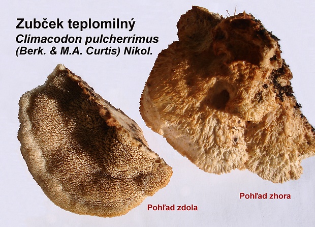 zubček teplomilný Climacodon pulcherrimus (Berk. & M.A. Curtis) Nikol.