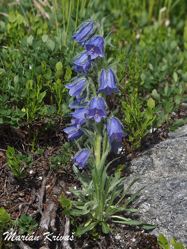 zvonček alpínsky Campanula alpina Jacq.
