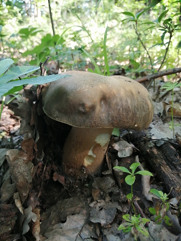 hríb bronzový Boletus aereus Bull. ex Fr.