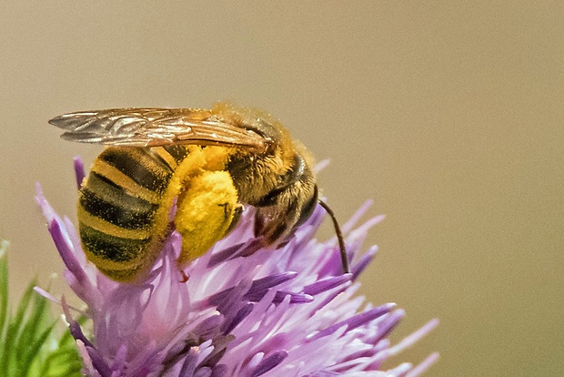 včela Apis mellifera