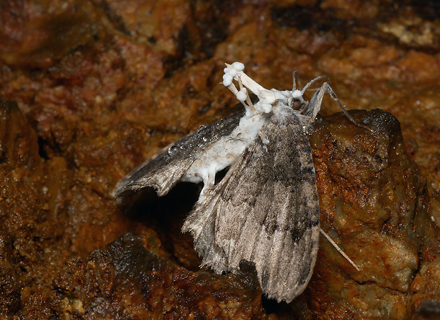 žezlovka Akanthomyces tuberculatus (Lebert) Spatafora, Kepler & B. Shrestha