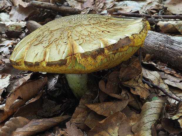 hríb príveskatý Butyriboletus appendiculatus (Schaeff. ex Fr.) Secr.