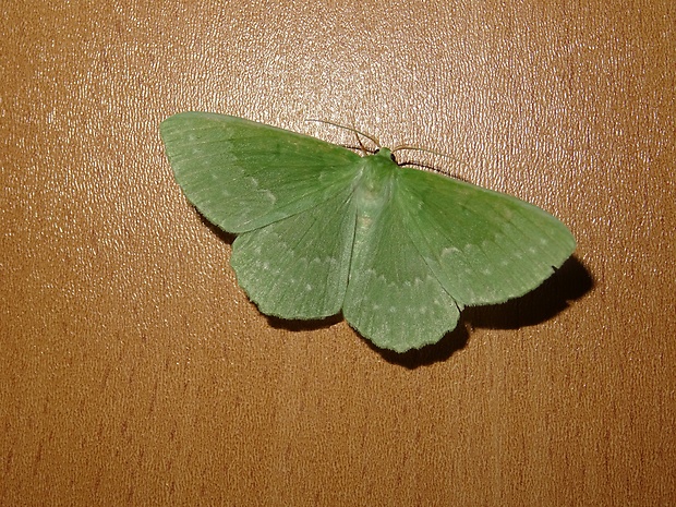 piadivka zelená Geometra papilionaria